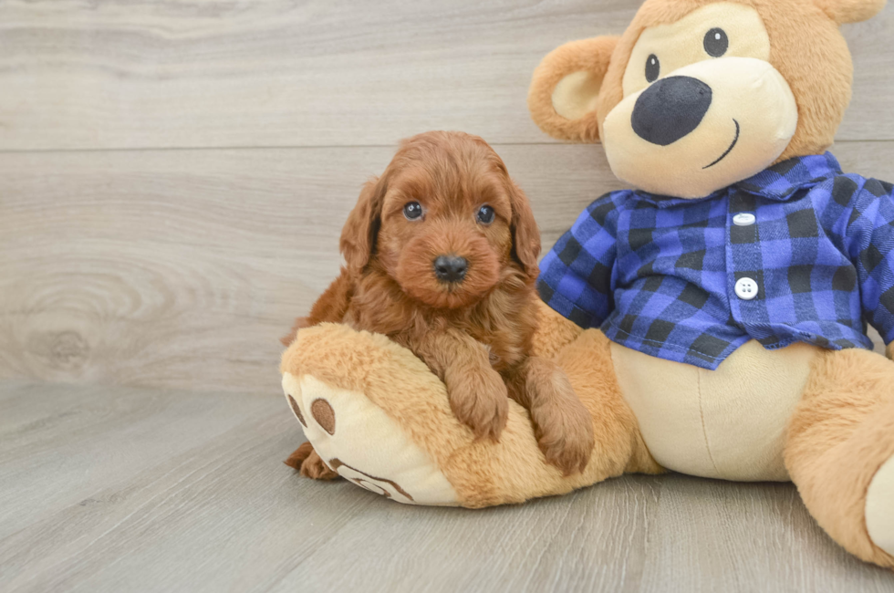 5 week old Mini Irish Doodle Puppy For Sale - Seaside Pups