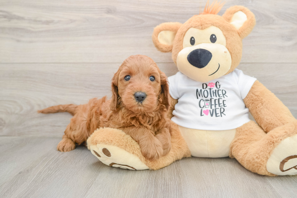 Mini Irish Doodle Pup Being Cute