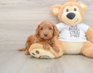 5 week old Mini Irish Doodle Puppy For Sale - Seaside Pups