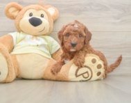 6 week old Mini Irish Doodle Puppy For Sale - Seaside Pups