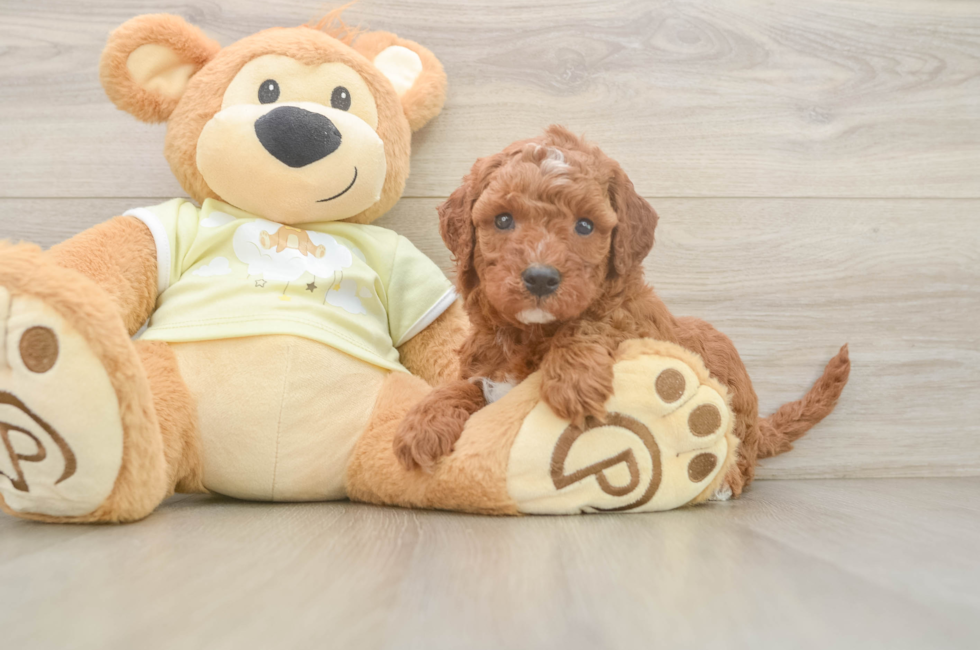 5 week old Mini Irish Doodle Puppy For Sale - Seaside Pups