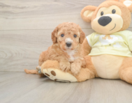 6 week old Mini Irish Doodle Puppy For Sale - Seaside Pups