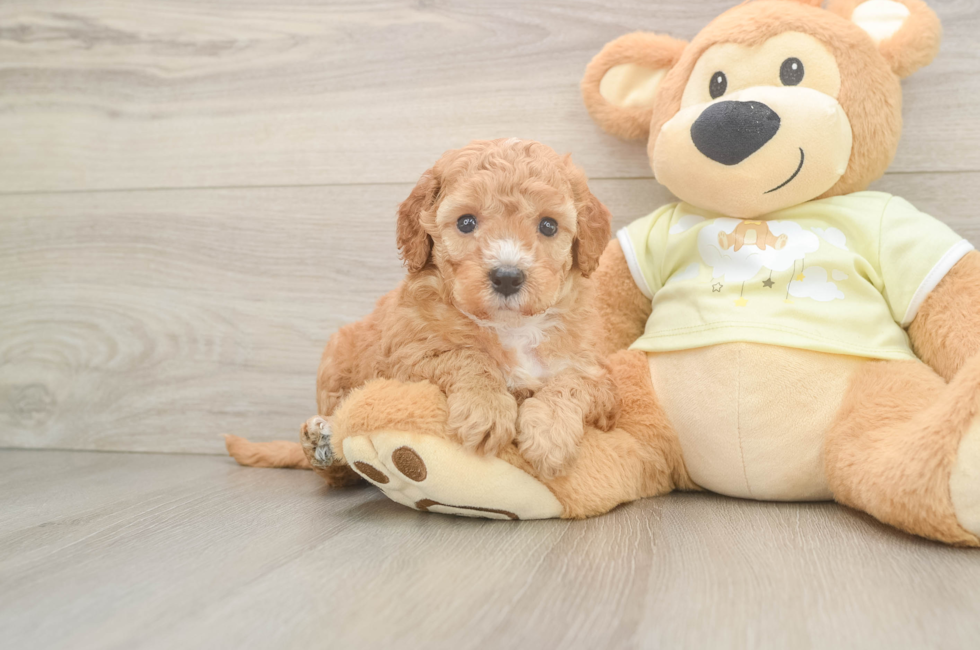 5 week old Mini Irish Doodle Puppy For Sale - Seaside Pups
