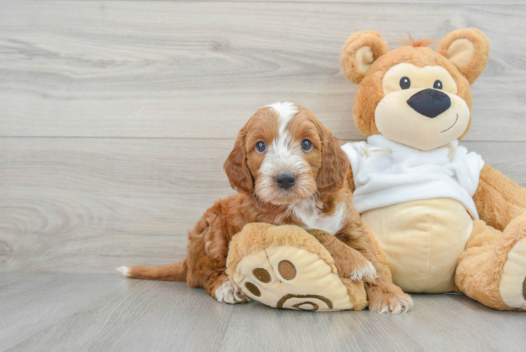 Mini Irish Doodle Pup Being Cute