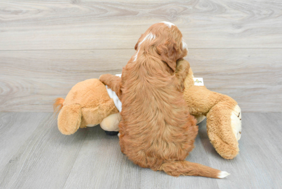 Friendly Mini Irish Doodle Baby