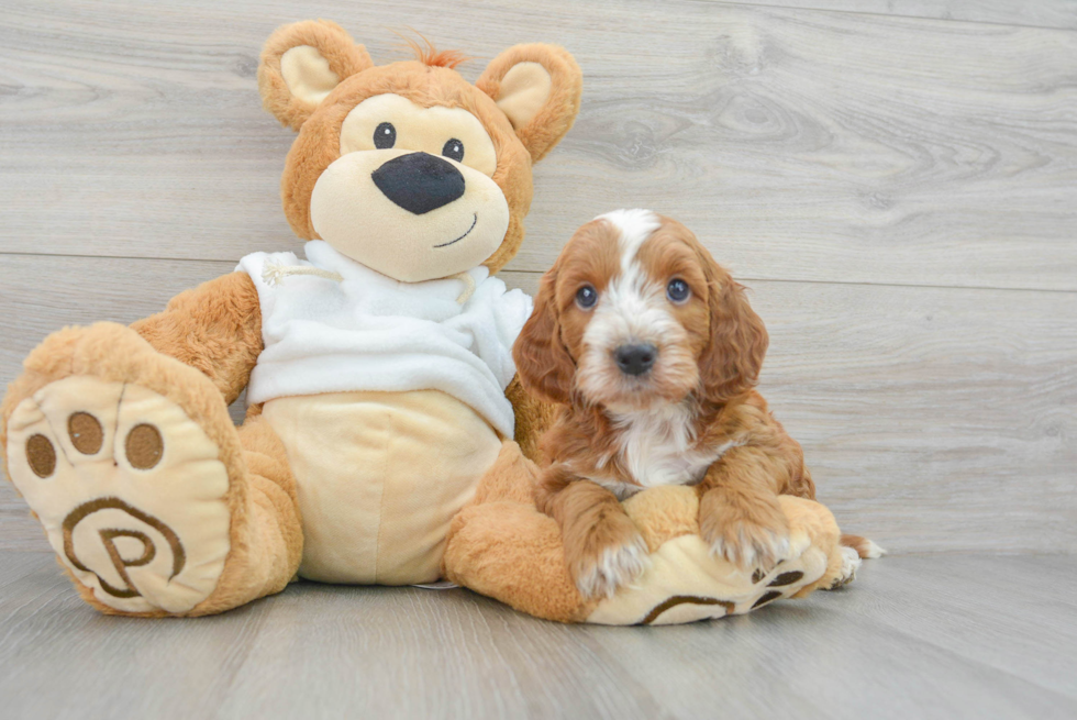 Mini Irish Doodle Puppy for Adoption