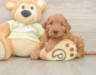6 week old Mini Irish Doodle Puppy For Sale - Seaside Pups