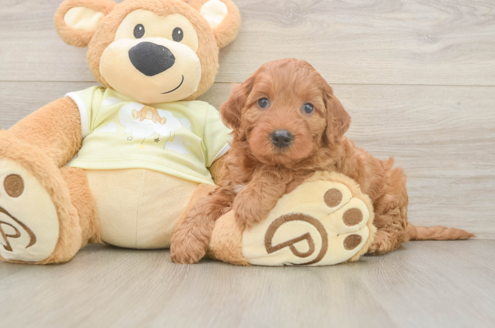 5 week old Mini Irish Doodle Puppy For Sale - Seaside Pups