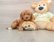 6 week old Mini Irish Doodle Puppy For Sale - Seaside Pups