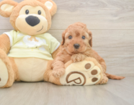 6 week old Mini Irish Doodle Puppy For Sale - Seaside Pups