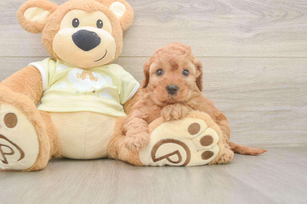 5 week old Mini Irish Doodle Puppy For Sale - Seaside Pups