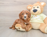 5 week old Mini Irish Doodle Puppy For Sale - Seaside Pups