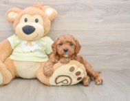 6 week old Mini Irish Doodle Puppy For Sale - Seaside Pups