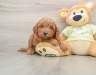 5 week old Mini Irish Doodle Puppy For Sale - Seaside Pups