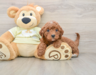 5 week old Mini Irish Doodle Puppy For Sale - Seaside Pups