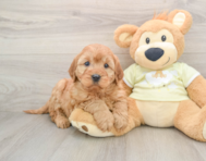 5 week old Mini Irish Doodle Puppy For Sale - Seaside Pups