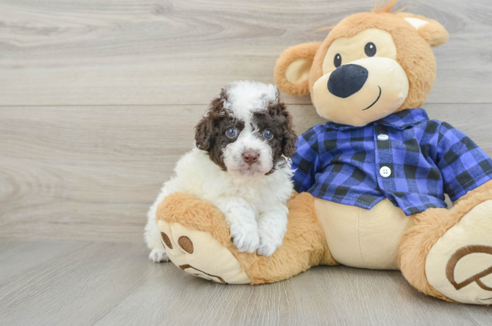 6 week old Mini Labradoodle Puppy For Sale - Seaside Pups