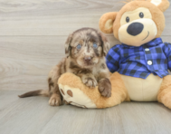 5 week old Mini Labradoodle Puppy For Sale - Seaside Pups