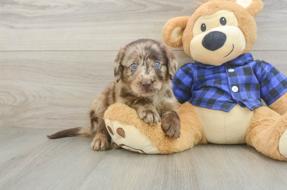 5 week old Mini Labradoodle Puppy For Sale - Seaside Pups