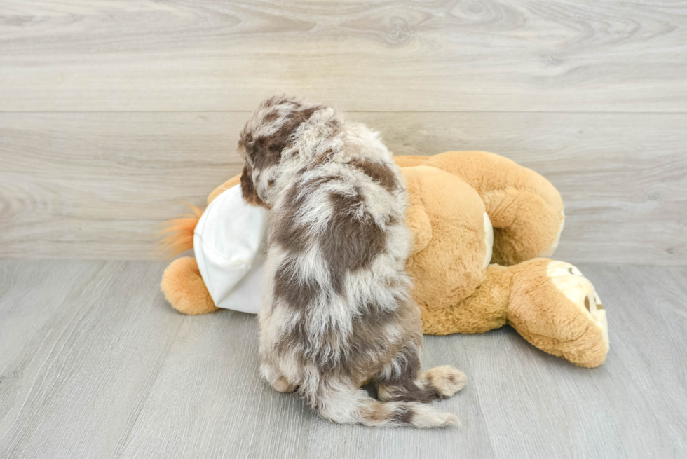 Petite Mini Labradoodle Poodle Mix Pup