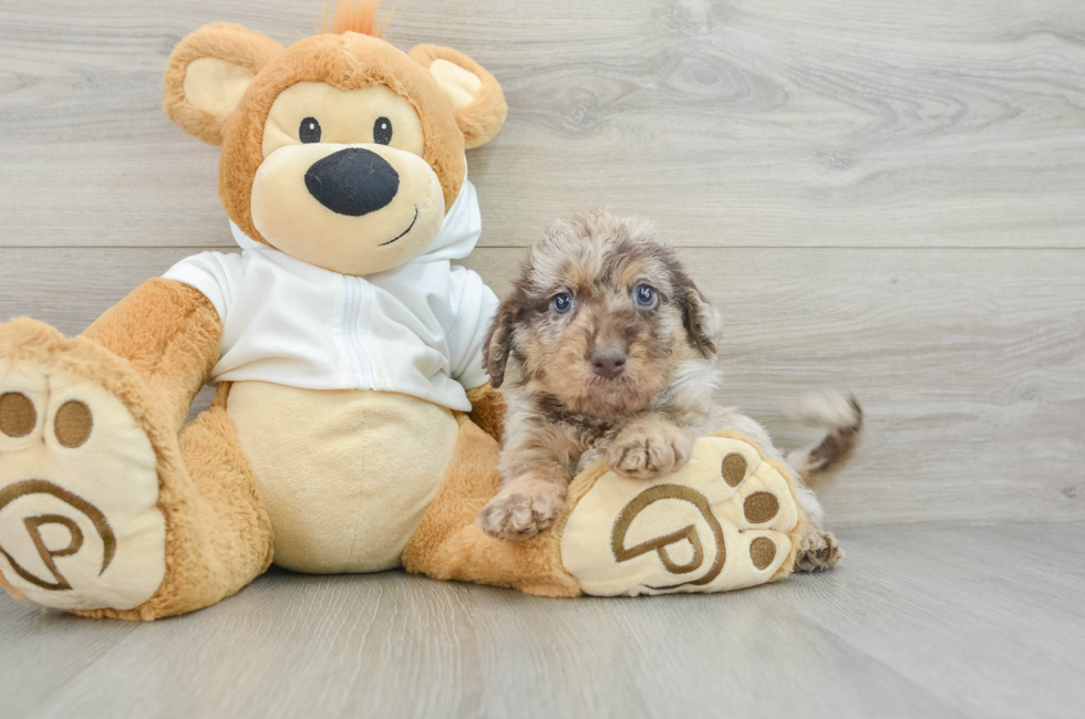 6 week old Mini Labradoodle Puppy For Sale - Seaside Pups