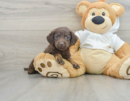 6 week old Mini Labradoodle Puppy For Sale - Seaside Pups