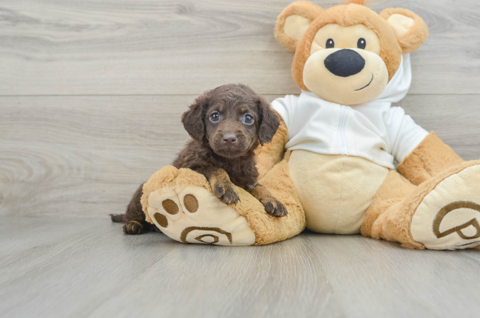 6 week old Mini Labradoodle Puppy For Sale - Seaside Pups