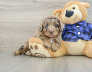 7 week old Mini Labradoodle Puppy For Sale - Seaside Pups