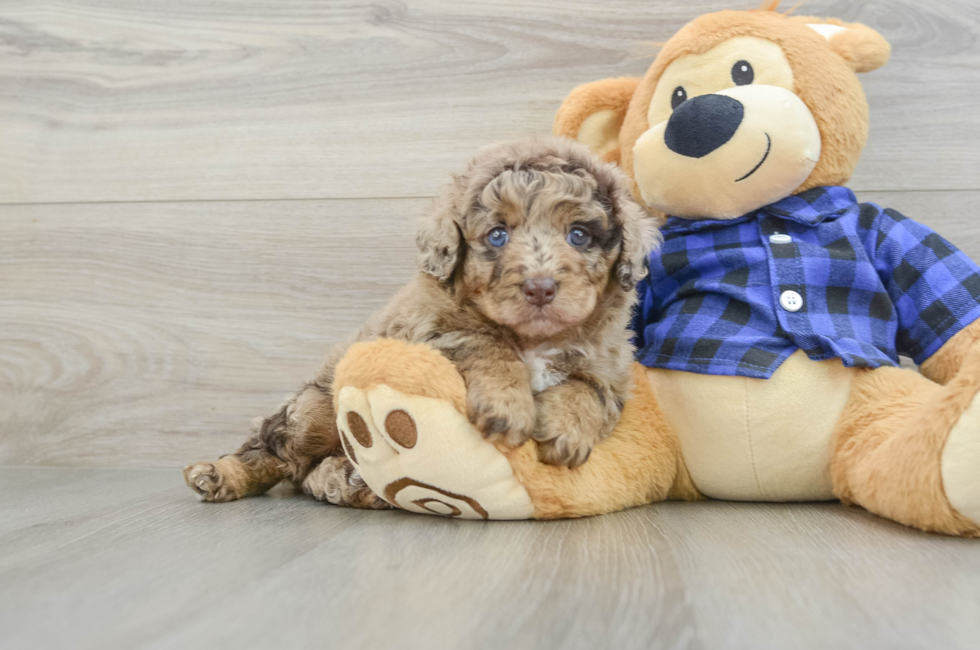6 week old Mini Labradoodle Puppy For Sale - Seaside Pups