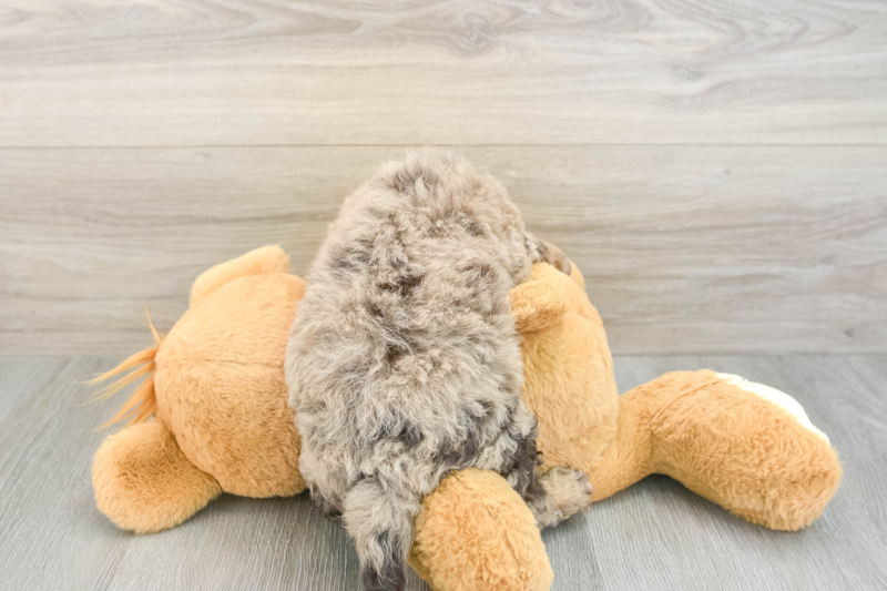Meet Adrianna - our Mini Labradoodle Puppy Photo 2/3 - Seaside Pups
