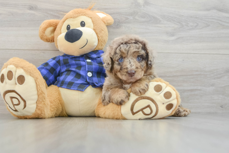 Meet Adrianna - our Mini Labradoodle Puppy Photo 3/3 - Seaside Pups