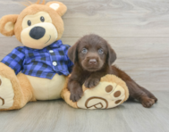 5 week old Mini Labradoodle Puppy For Sale - Seaside Pups
