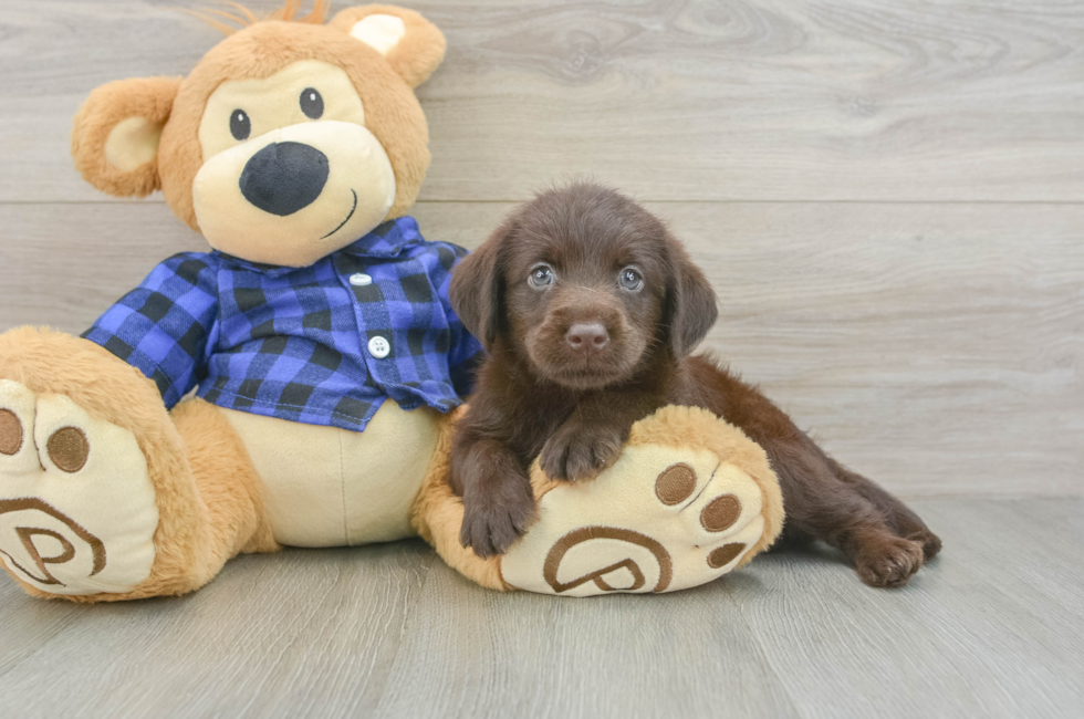 5 week old Mini Labradoodle Puppy For Sale - Seaside Pups
