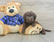 5 week old Mini Labradoodle Puppy For Sale - Seaside Pups