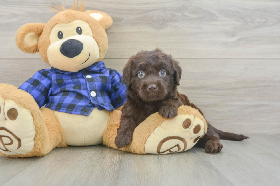 5 week old Mini Labradoodle Puppy For Sale - Seaside Pups