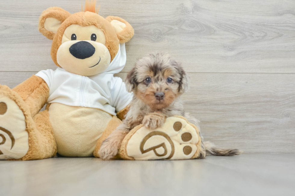 6 week old Mini Labradoodle Puppy For Sale - Seaside Pups