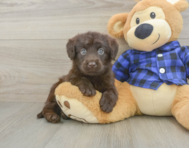 6 week old Mini Labradoodle Puppy For Sale - Seaside Pups