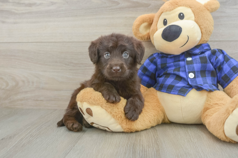 5 week old Mini Labradoodle Puppy For Sale - Seaside Pups
