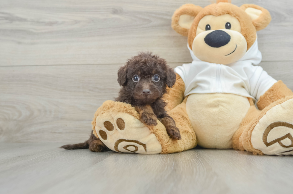 6 week old Mini Labradoodle Puppy For Sale - Seaside Pups