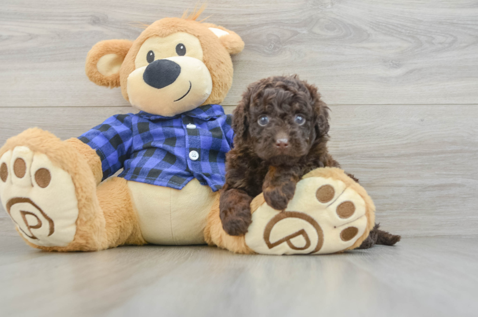 6 week old Mini Labradoodle Puppy For Sale - Seaside Pups