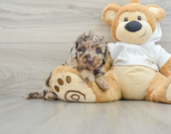 6 week old Mini Labradoodle Puppy For Sale - Seaside Pups