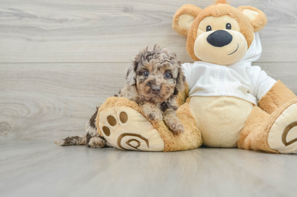 6 week old Mini Labradoodle Puppy For Sale - Seaside Pups