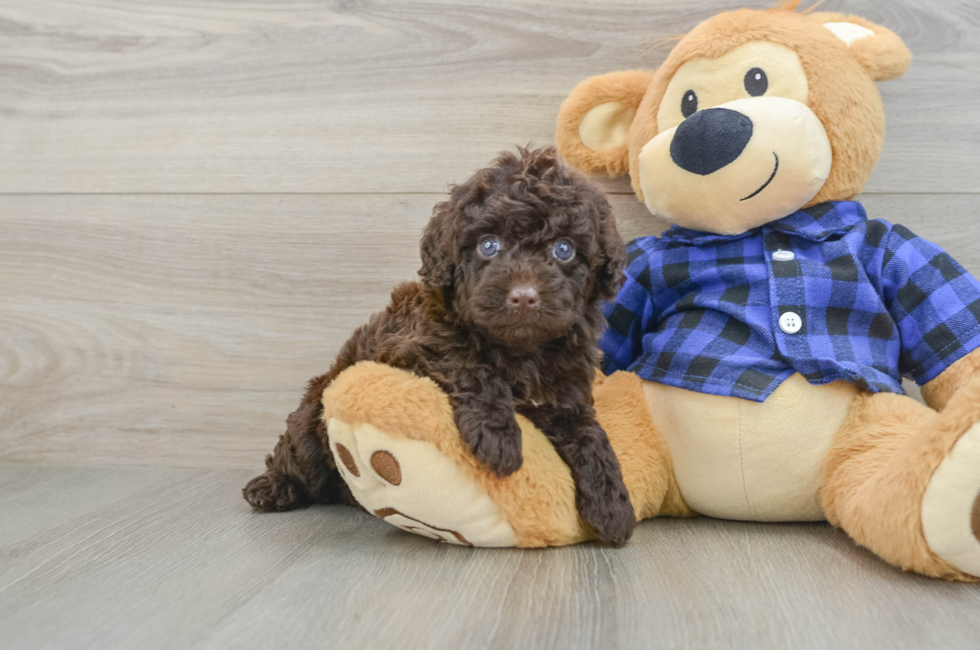 6 week old Mini Labradoodle Puppy For Sale - Seaside Pups