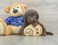 6 week old Mini Labradoodle Puppy For Sale - Seaside Pups