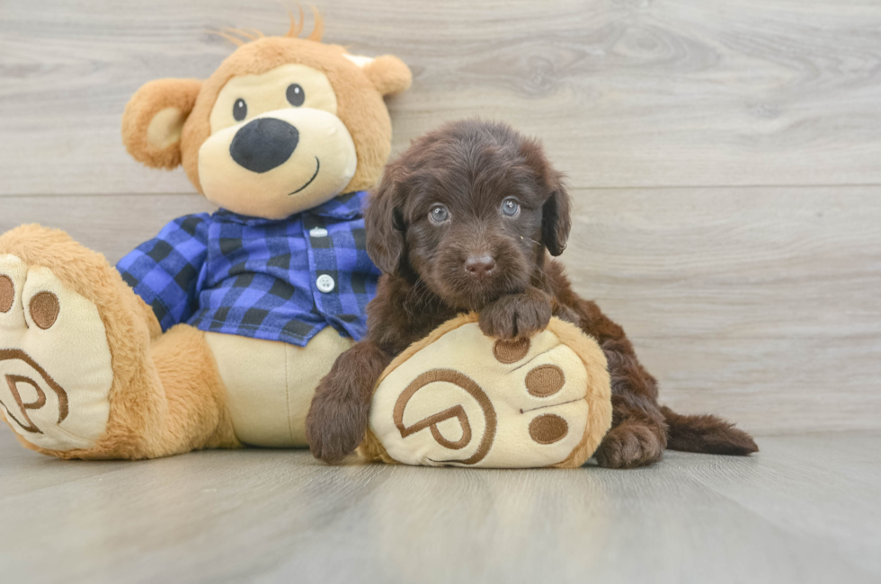 5 week old Mini Labradoodle Puppy For Sale - Seaside Pups