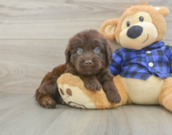 5 week old Mini Labradoodle Puppy For Sale - Seaside Pups