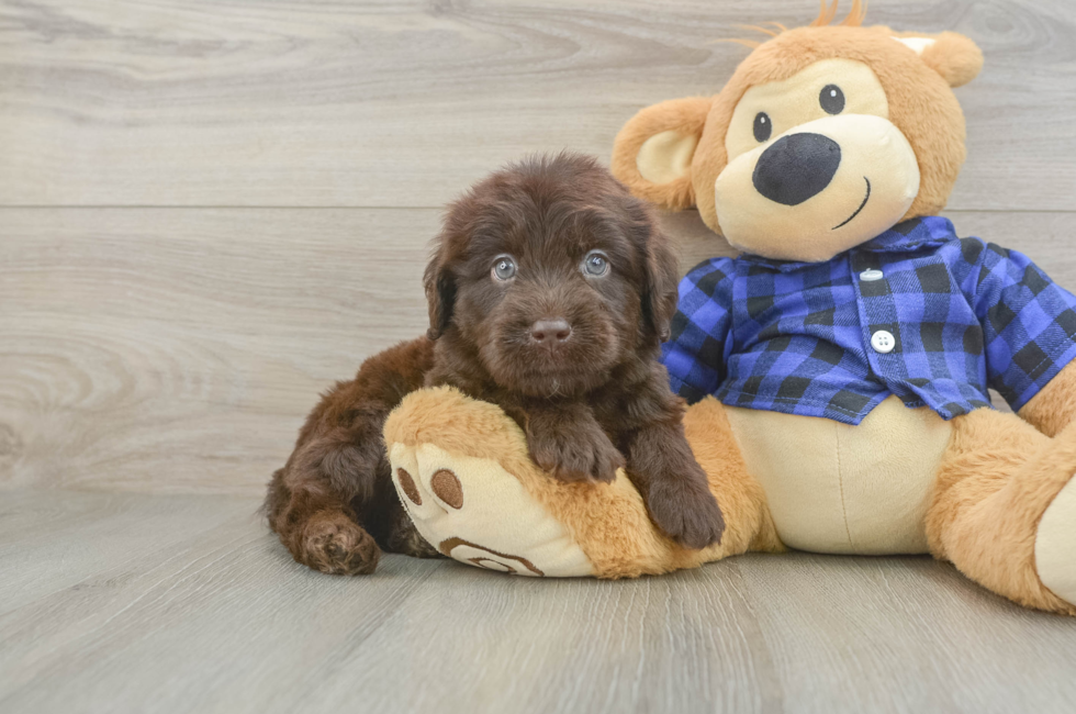 5 week old Mini Labradoodle Puppy For Sale - Seaside Pups