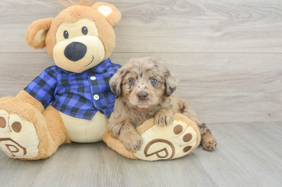 5 week old Mini Labradoodle Puppy For Sale - Seaside Pups