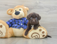 7 week old Mini Labradoodle Puppy For Sale - Seaside Pups