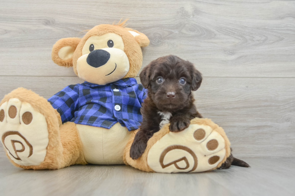 6 week old Mini Labradoodle Puppy For Sale - Seaside Pups